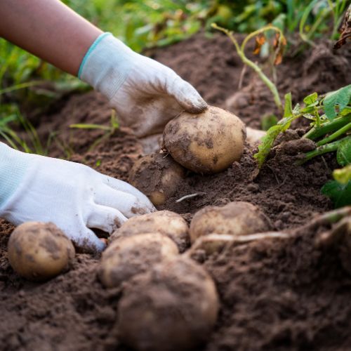 najdroższe ziemniaki świata.jpg