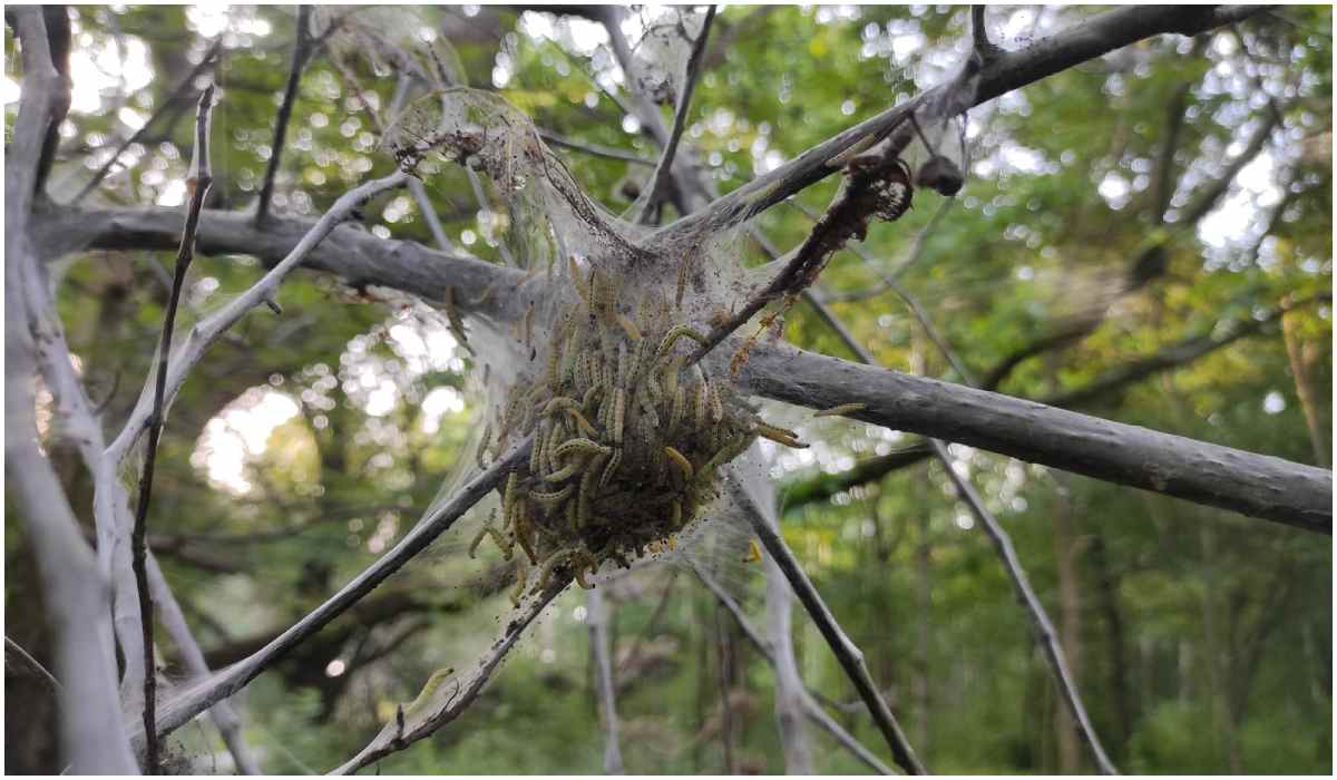 Drzewa w lesie spowite dziwną siecią