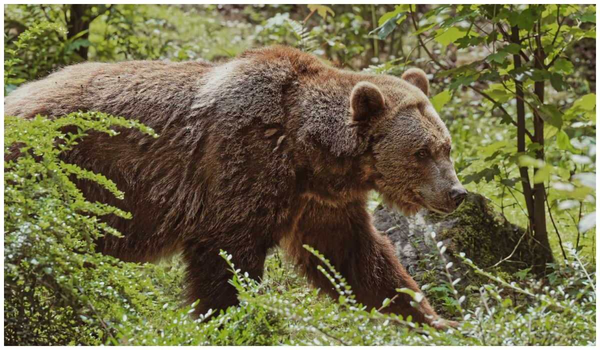 Niedźwiedź zaatakował turystkę ze skutkiem śmiertelnym