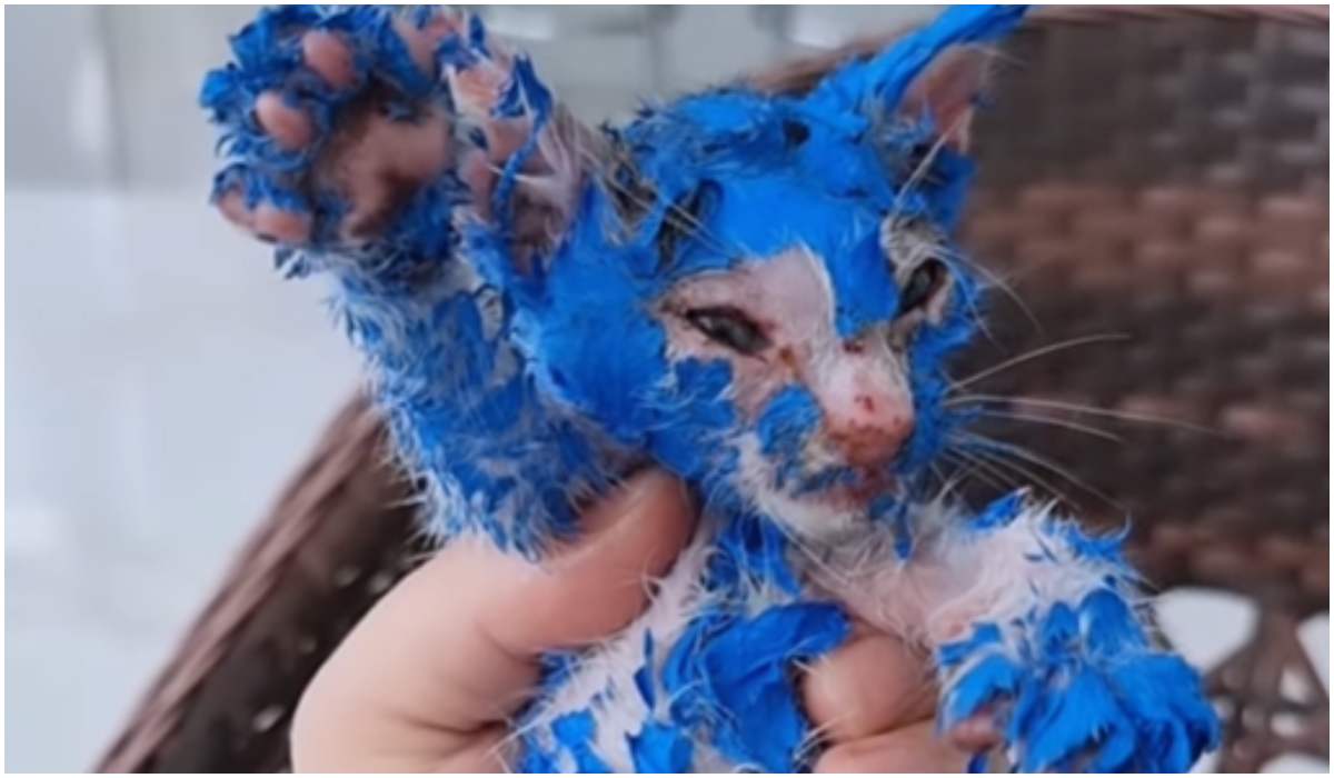 Oblany toksyczną niebieską farbą kociak mógł liczyć na pomoc dobrych ludzi