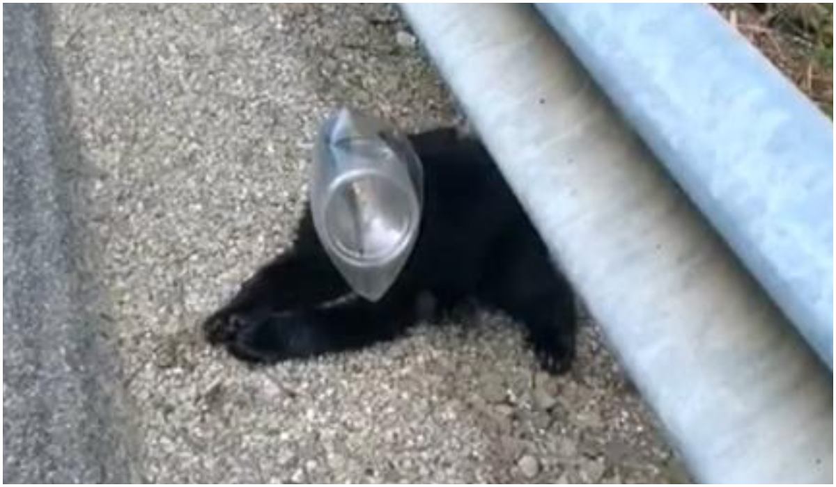 Głowa niedźwiadka utknęła w plastikowym pojemniku