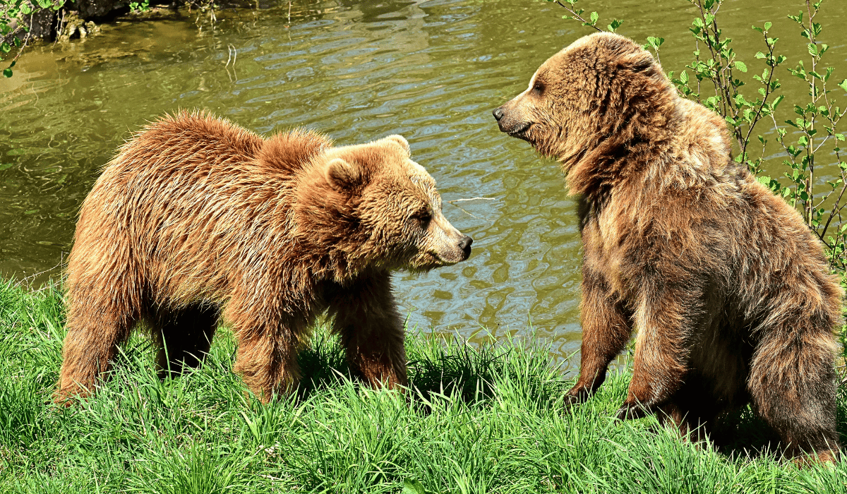 Niedźwiedzie