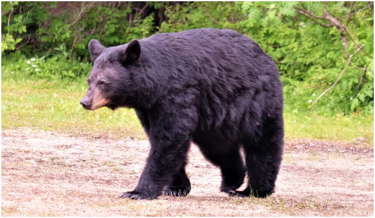 Po otworzeniu żołądka niedźwiedzia dokonano przerażającego znaleziska
