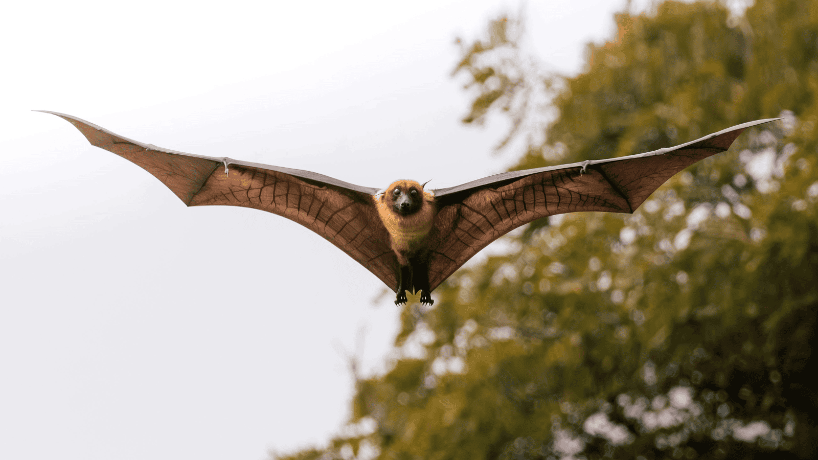 Śmiertelny wirus Nipah szaleje w Azji. Naukowcy w strachu, że dojdzie do powtórki