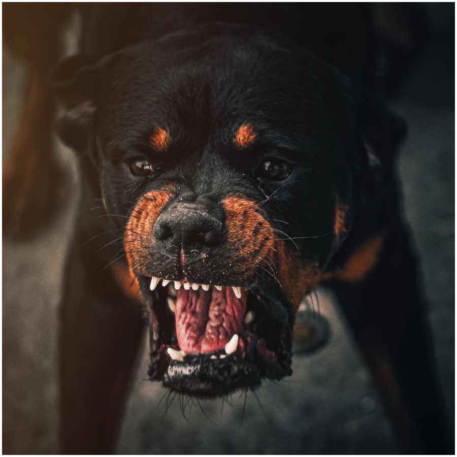 obrona przed atakiem psa (1).jpg