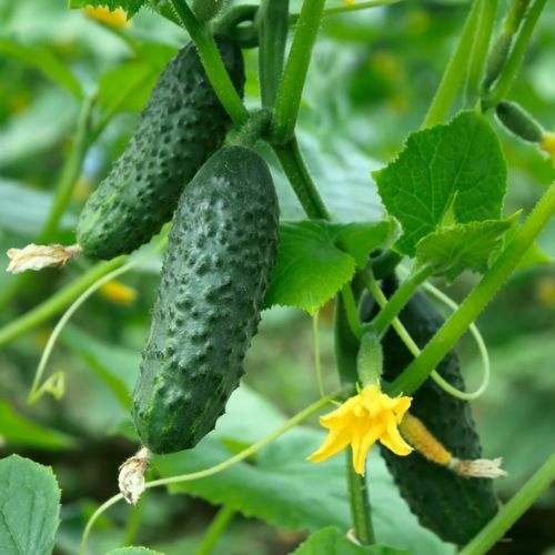 Prosty sposób na obfite zbiory ogórków. Tak latem robią doświadczeni ogrodnicy