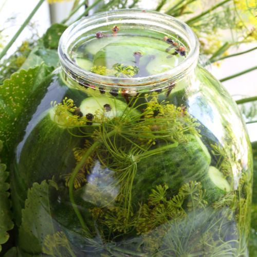 Tyle soli należy wsypać do zalewy do małosolnych. Zasady są żelazne, lepiej się ich trzymać