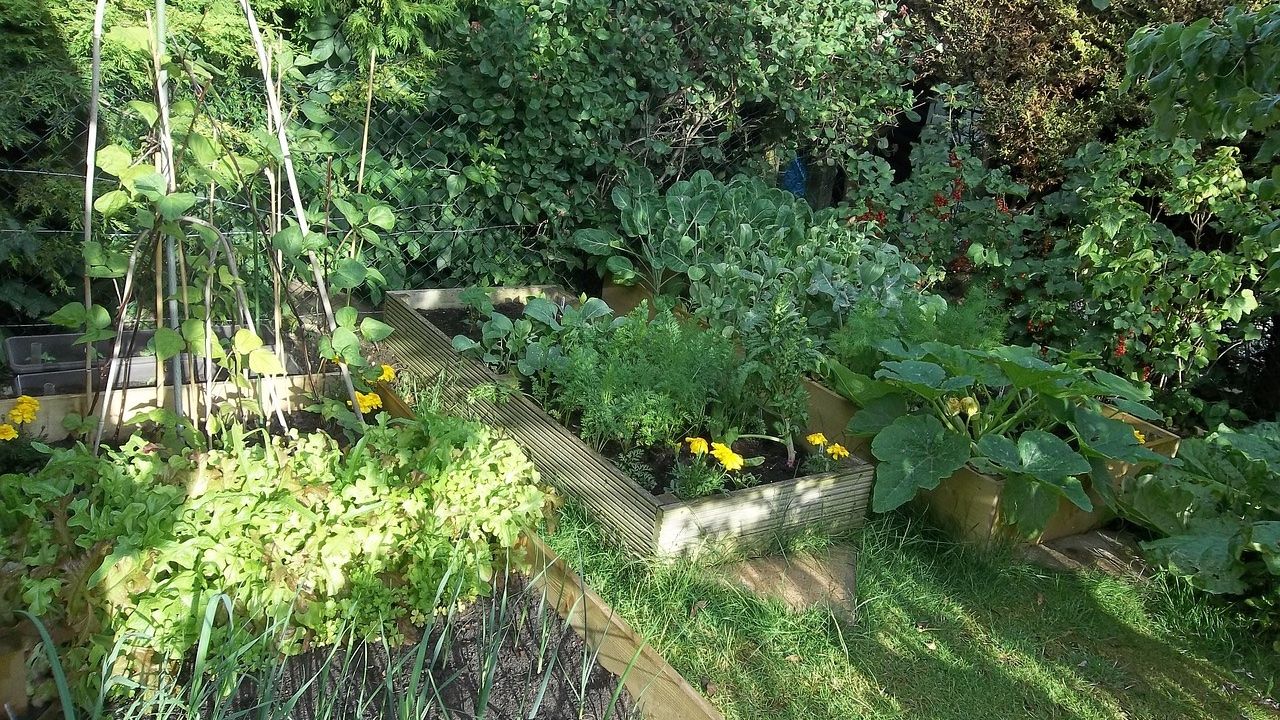 Zasadź te warzywa w ogrodzie, a pozbędziesz się kleszczy. Żałuję, że wcześniej tego nie wiedziałam