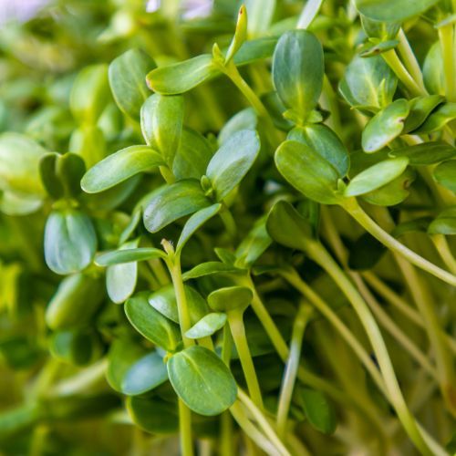 Sieję je zawsze w lipcu. Na jesień mam pełne kosze zdrowych warzyw