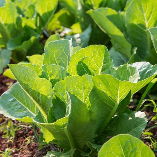 Sieję je zawsze w lipcu. Na jesień mam pełne kosze zdrowych warzyw