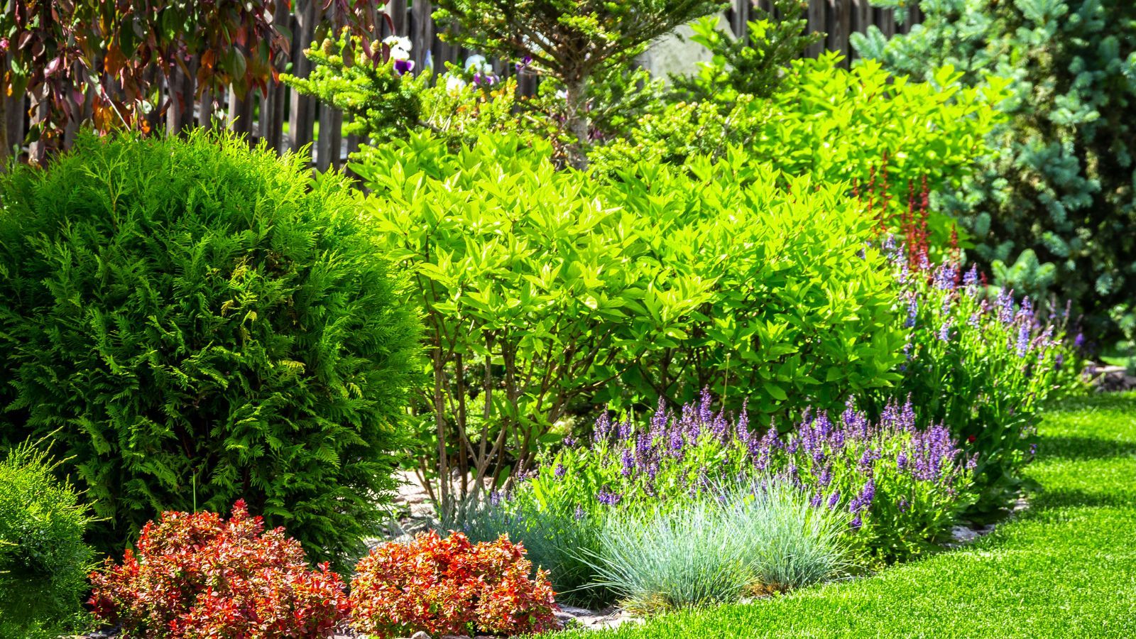 Tej rośliny lepiej nie mieć w ogrodzie. Nawet milion złotych kary, w skrajnych przypadkach więzienie