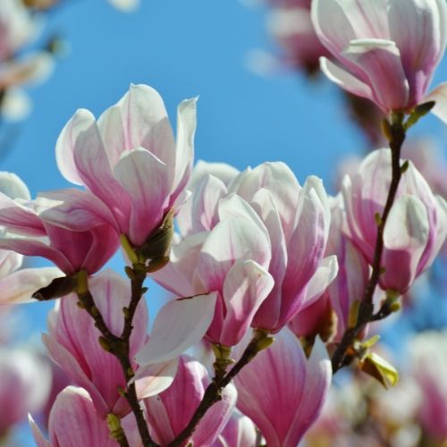 jak rozmnażać magnolie?