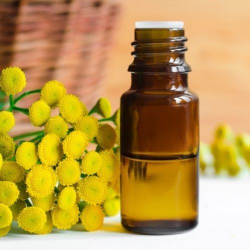 Olej z wrotyczu. Remedium na kleszcze i stany zapalne skóry