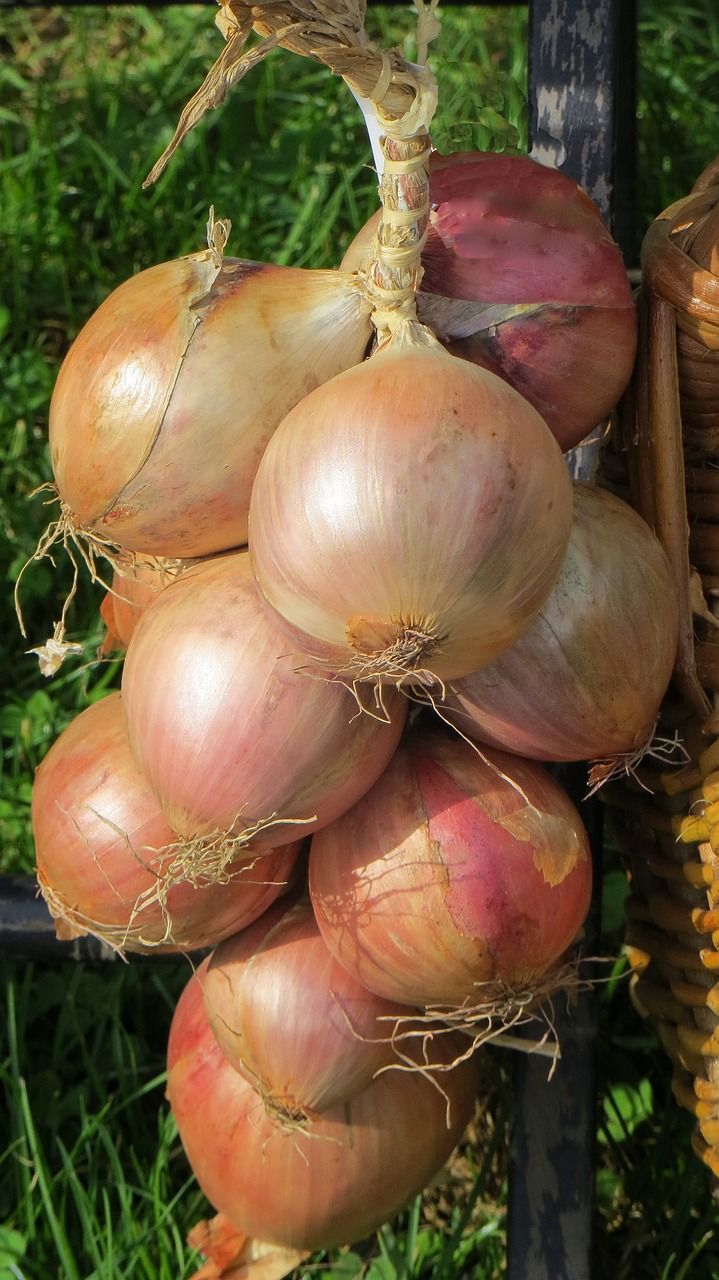 onion-466347_1280.jpg