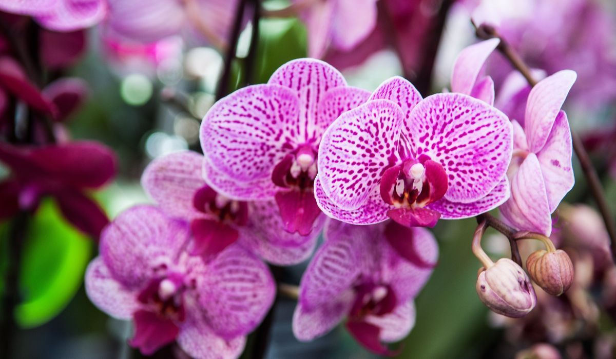 orchidea 3.jpg