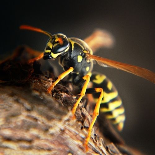 Jak odstraszyć osy? Będą omijać taras szerokim łukiem