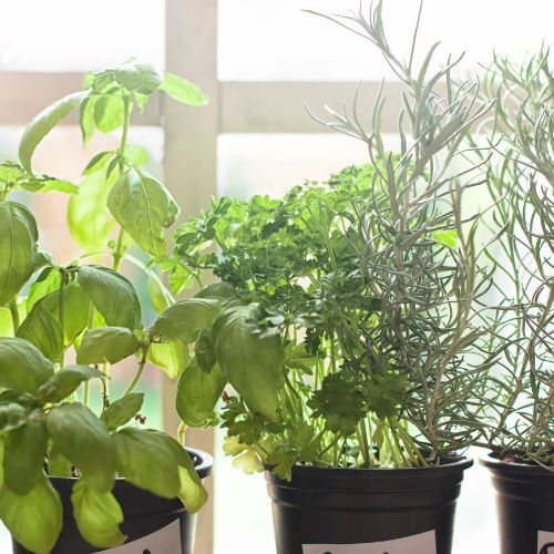 Domowy zielnik na wyciągnięcie ręki. Przewodnik po uprawie i właściwościach ziół