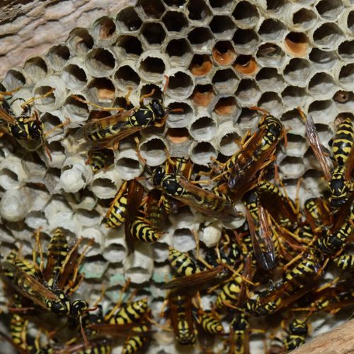 Przekrój cytrynę na pół i wbij do niej goździki. Tak odstraszysz irytujące owady 