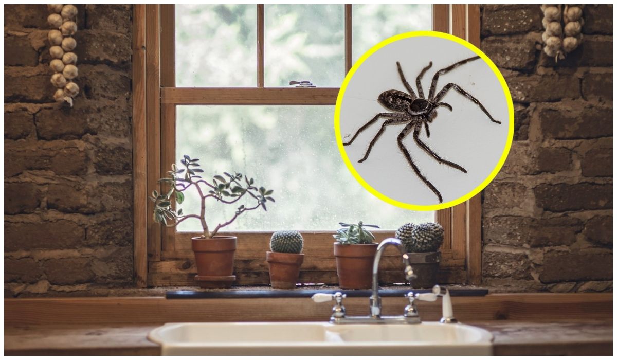 Domowe sposoby na odstraszenie pająków