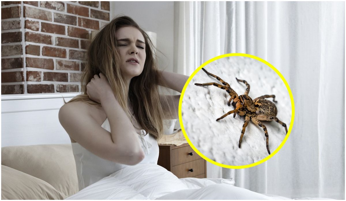 Co oznacza pająk w śnie?