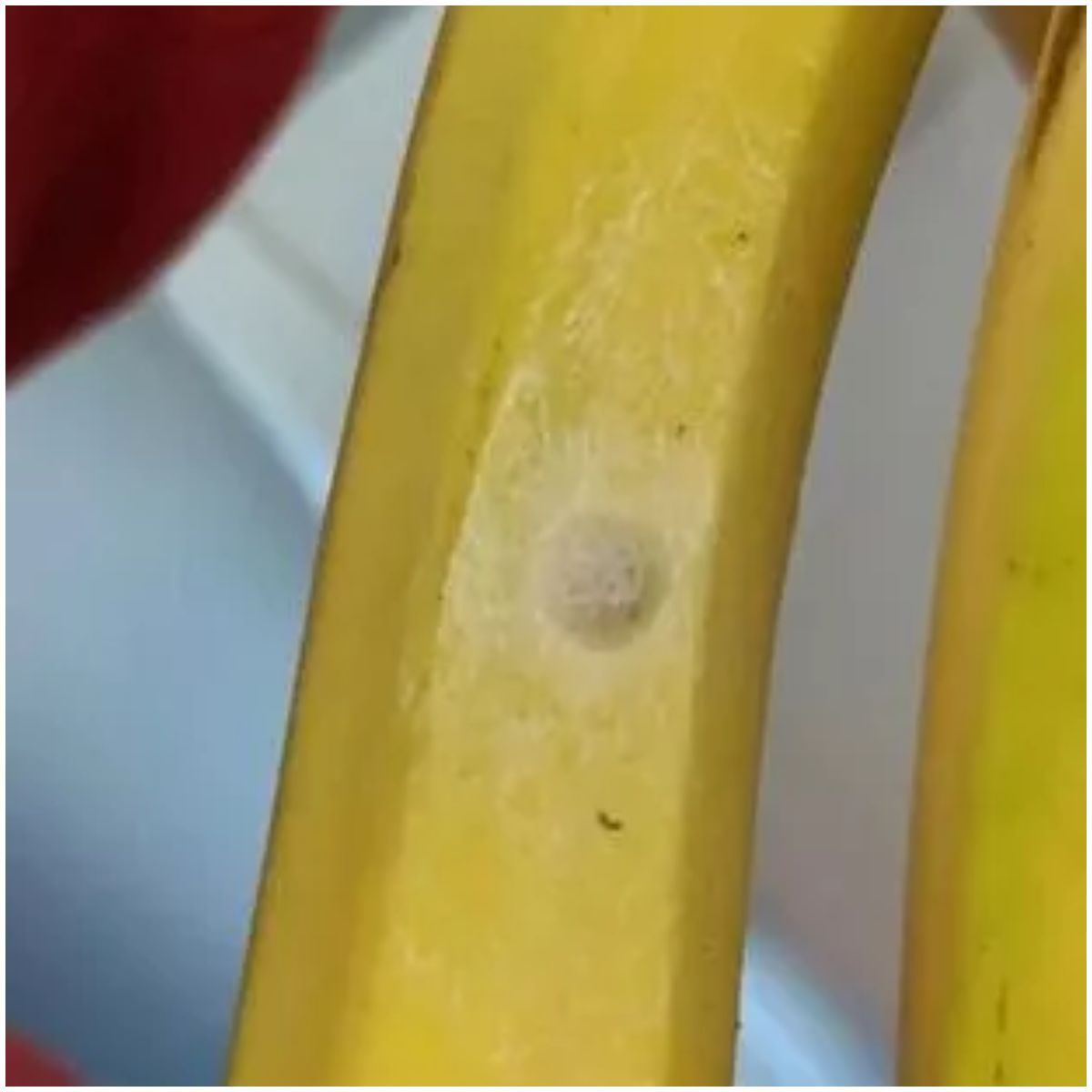 pajak w bananach (1).jpg