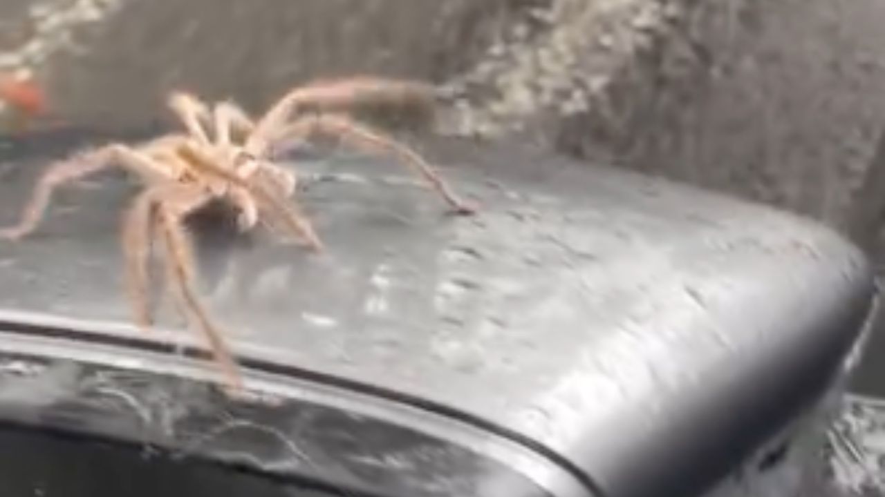pająk w samochodzie