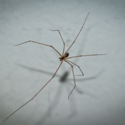 pająki w domu.jpg