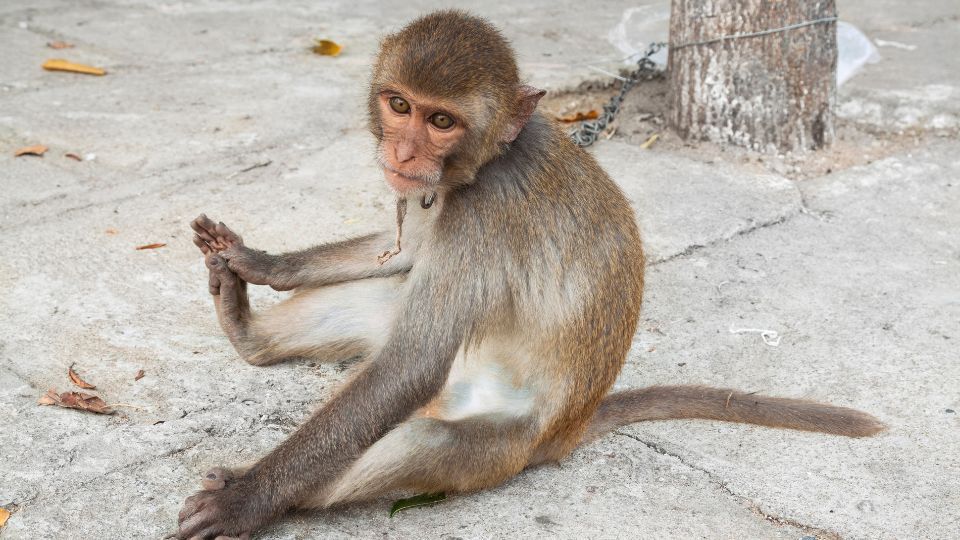 pamiątkowe zdjęcie z małpką