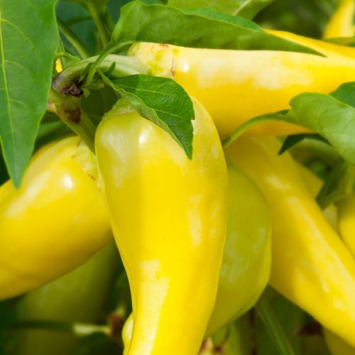 Jak doprawić leczo? Tych przypraw nie może zabraknąć