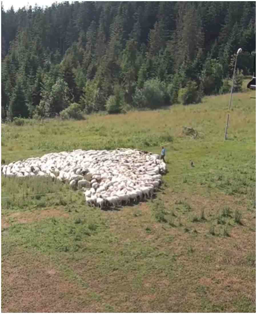 pasterz bijacy owce (1).jpg