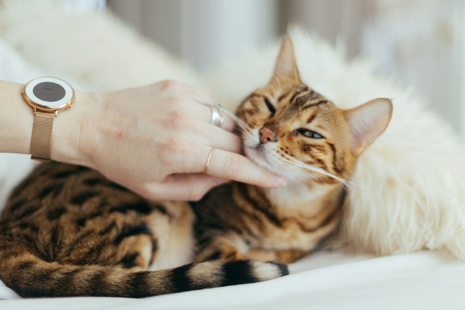 Czy koty potrafią wyczuć choroby? Sprawdzamy, ile prawdy jest w tym micie