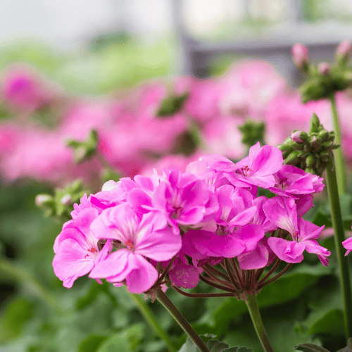 pelargonie