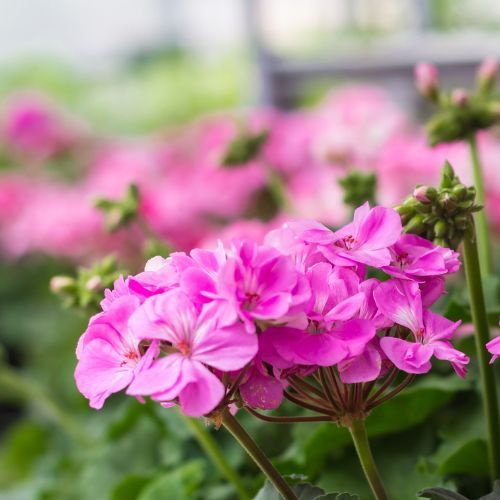 pelargonie