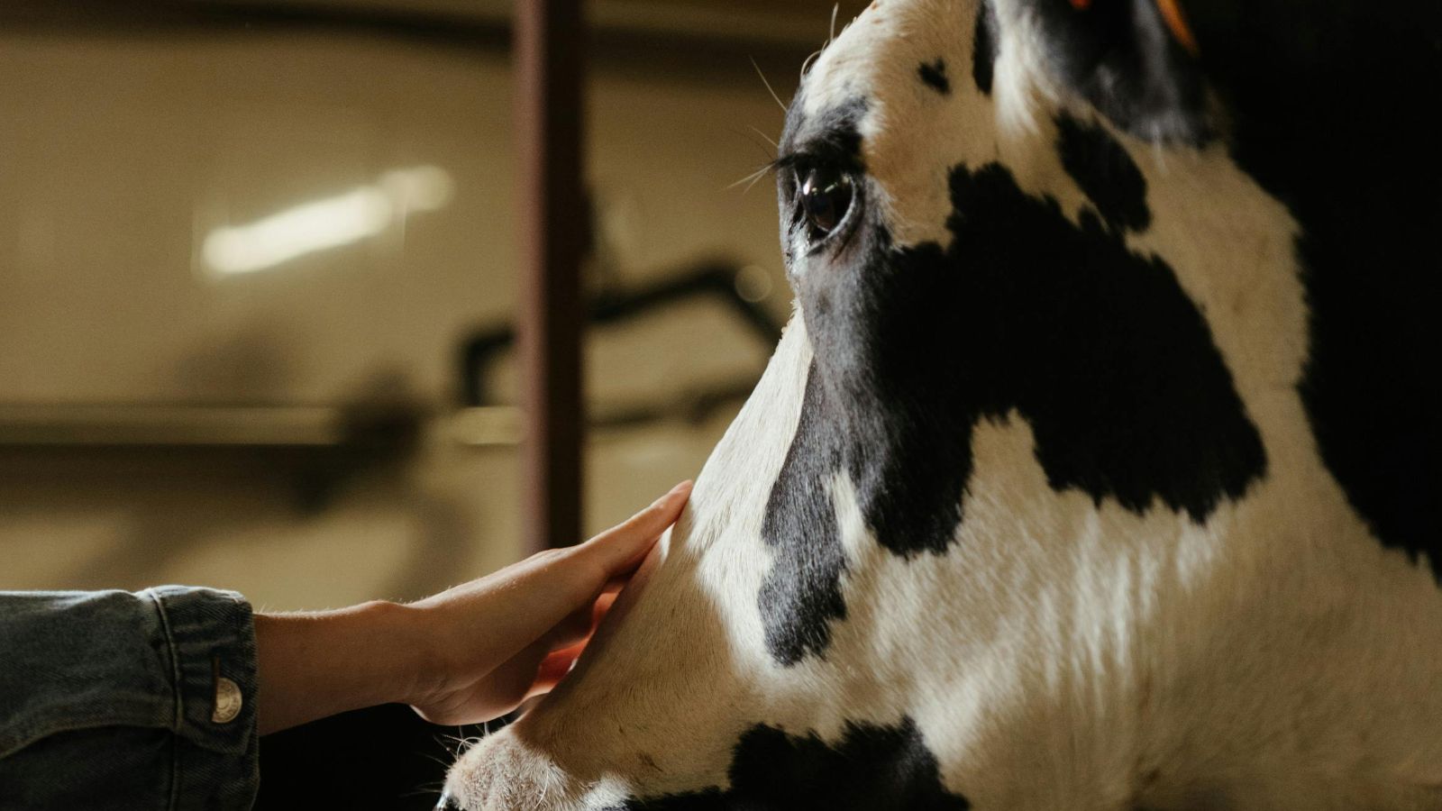 Tyle zarabia weterynarz za godzinę pracy na wsi. Jeszcze szykują się podwyżki