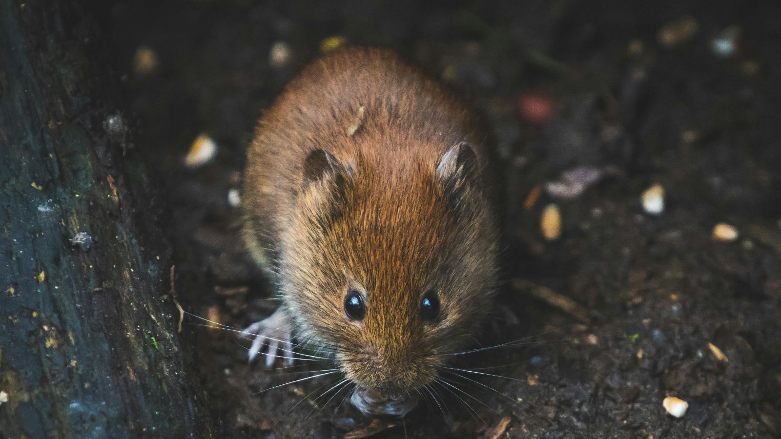 Michał Troszkiewicz