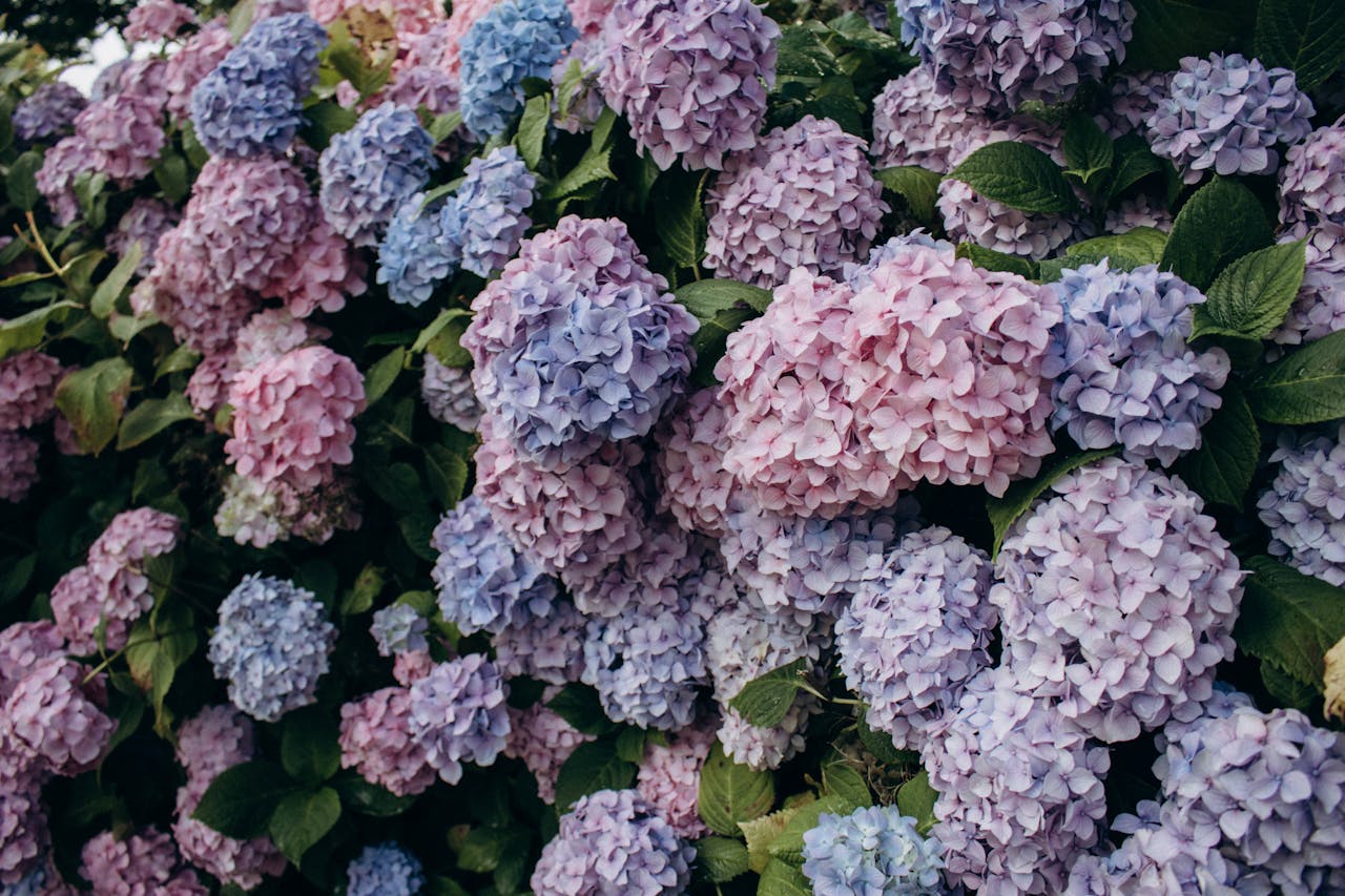 Redakcja Rolnik Info