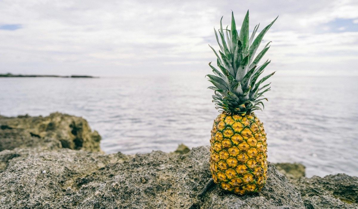 pexels-pineapple-supply-co-29555.jpg