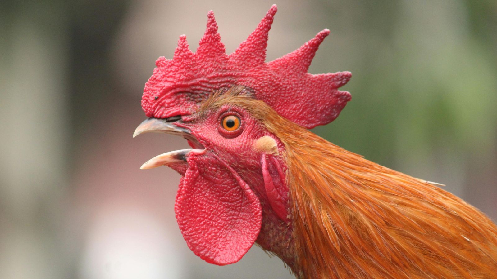 Kogut zapiał o świcie, a sąsiad wezwał policję. Czy rolnik może zapłacić grzywnę?