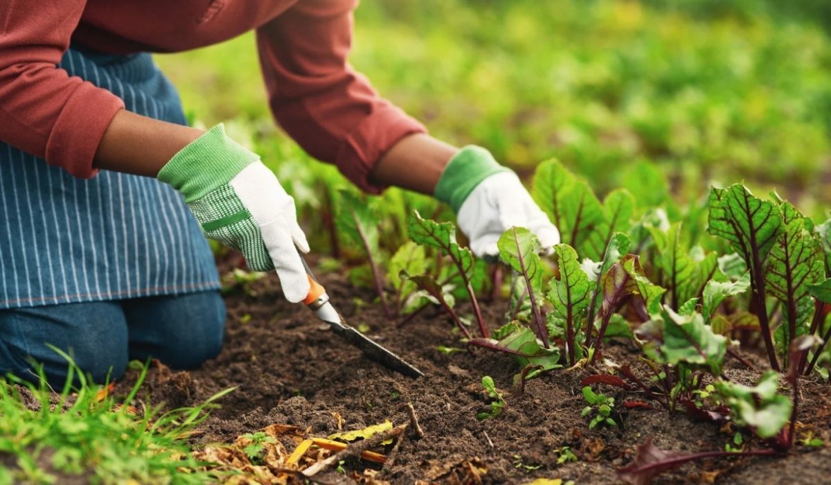 Ostatni dzwonek! Wysiej to we wrześniu, a zbierzesz gigantyczne plony przed zimą