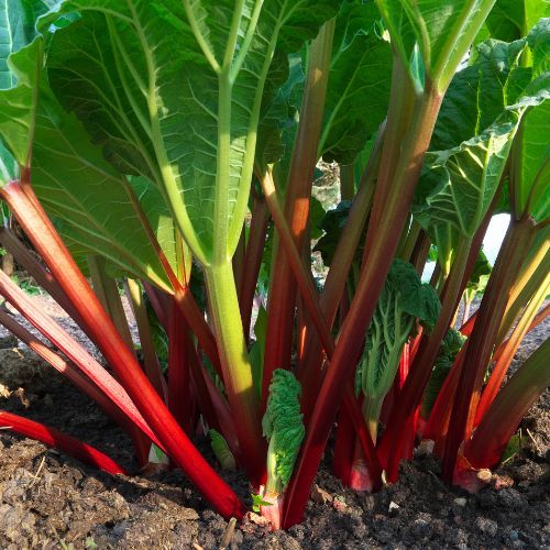 Hitowy przepis na pierogi na słodko. Robię je z sezonowym przysmakiem