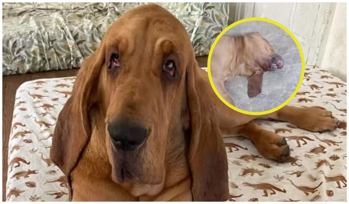 Właścicielka psa pokazała jego zdjęcie z drzemki
