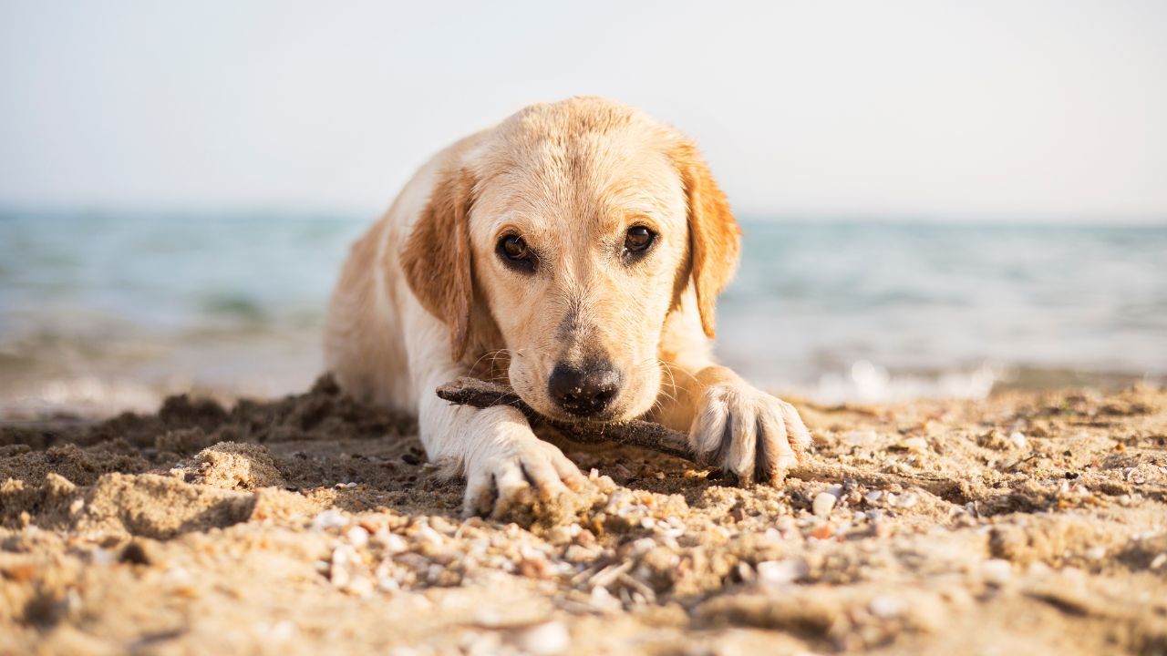 pies, plaża