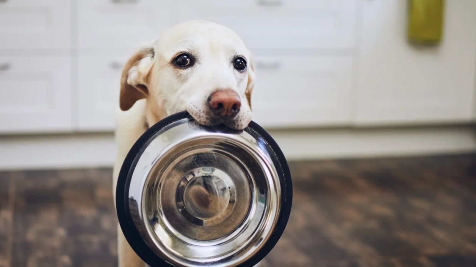 Jak czytać skład karmy?