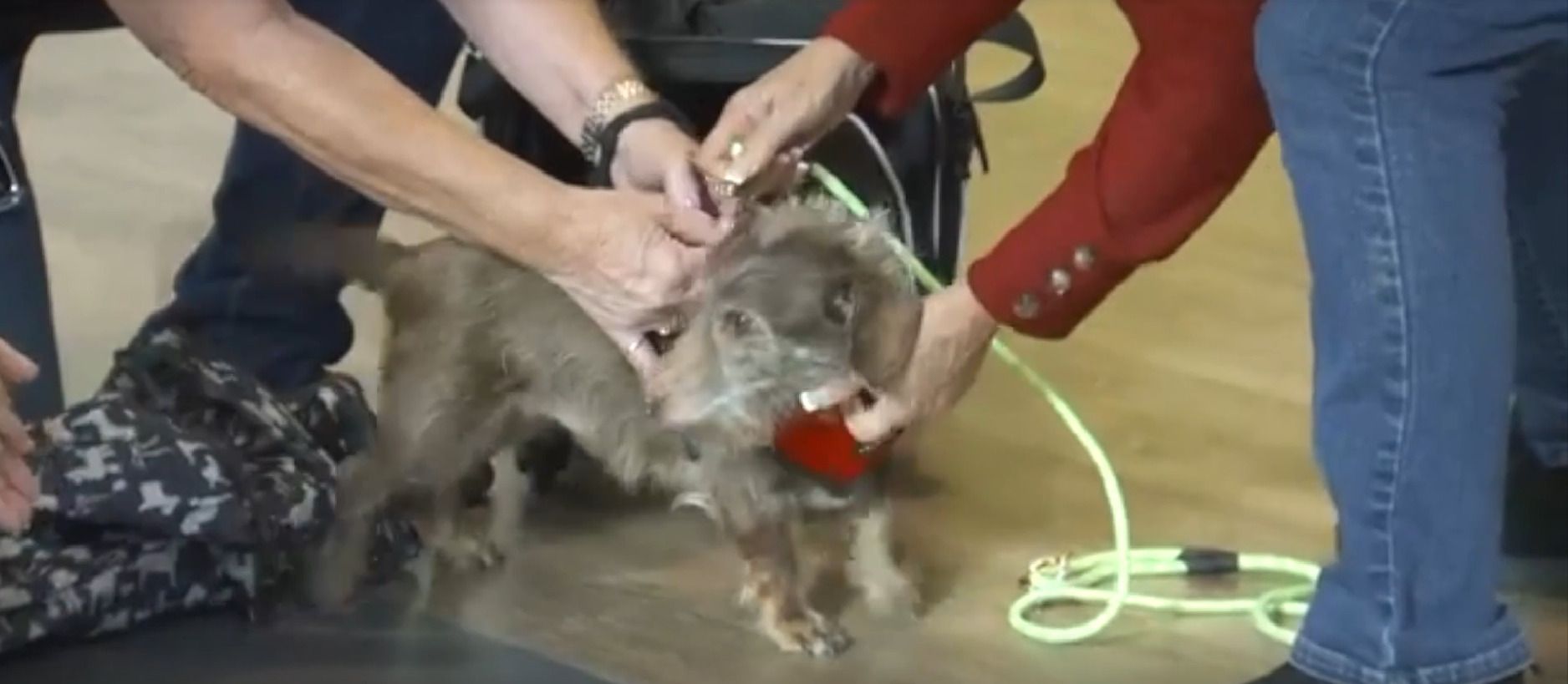 Pies Choco zgubił się w 2021 roku, znalazł tysiące kilometrów od domu