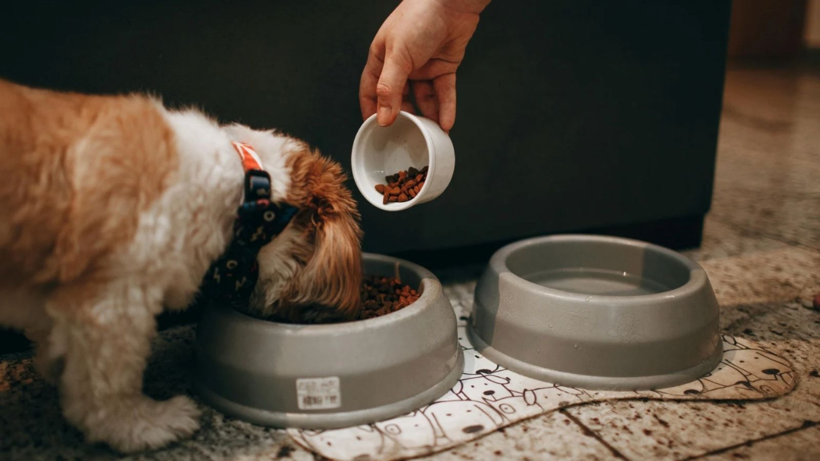 Jakie składniki wspierają zdrowie psa?