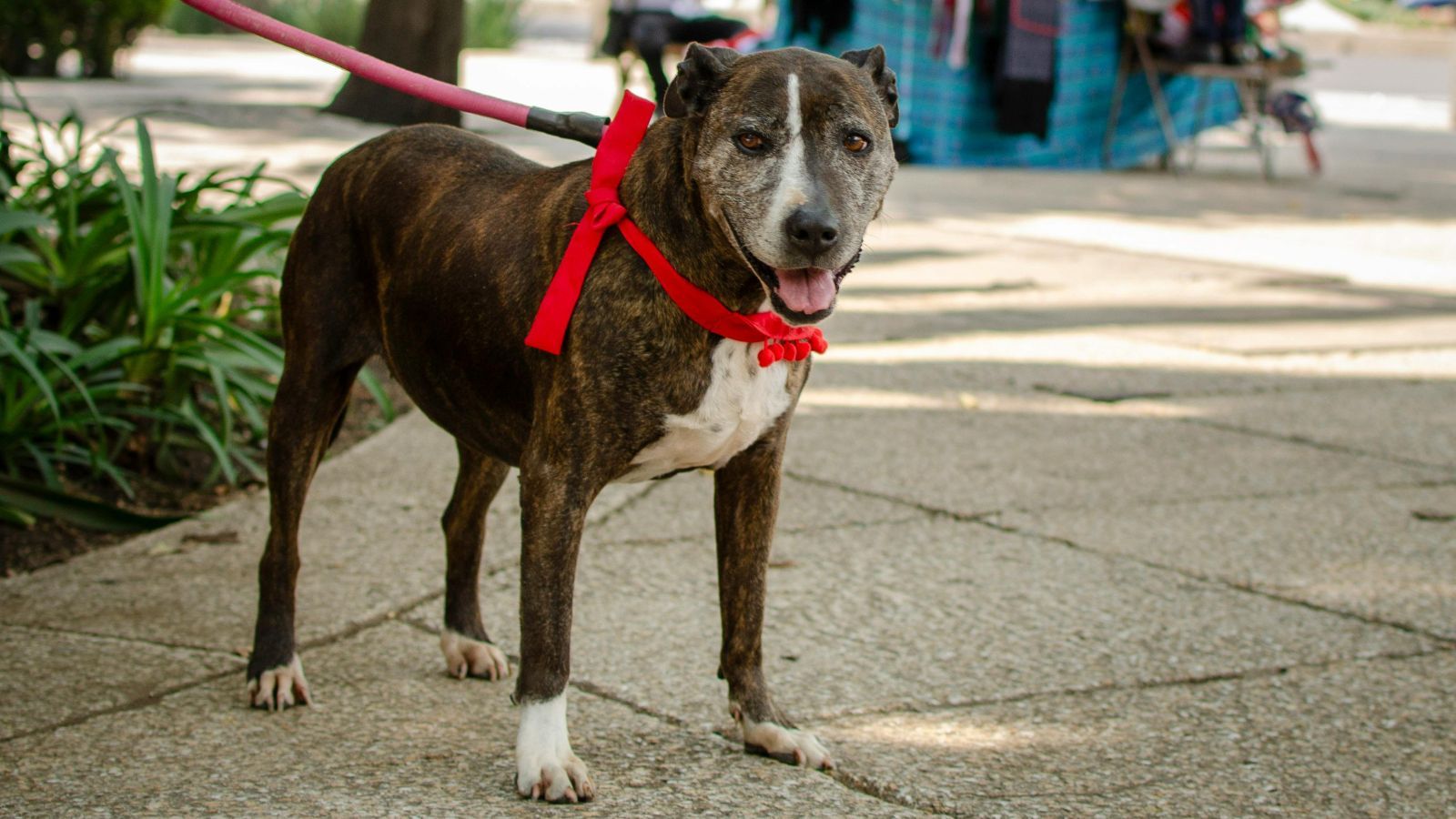 Nowe obowiązki dla właścicieli psów i kotów. Pojawią się kolejne wydatki