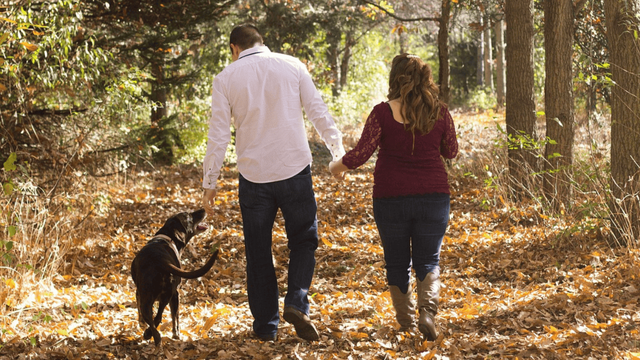 Alarm dla całego miasta. Ktoś rozrzuca szynkę z gwoździami, uważajcie na swoje psy