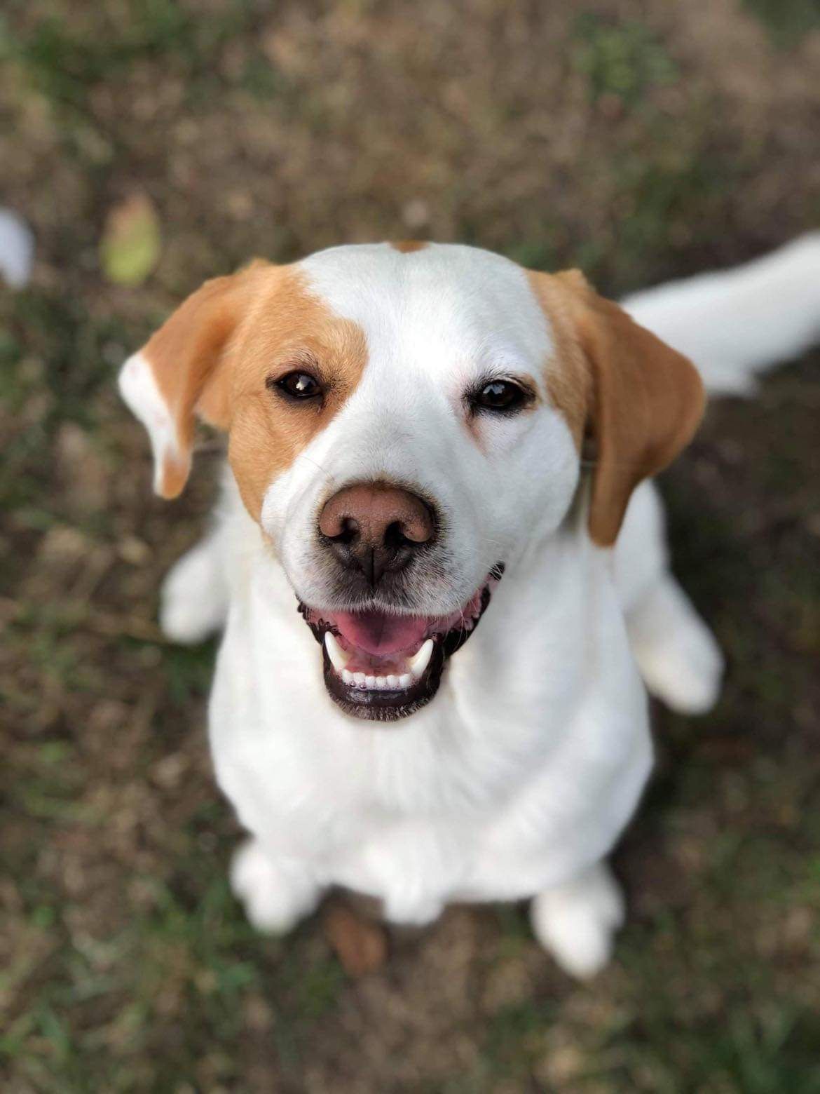 Pies pani sołtys zaatakował 6-latka. Chłopiec trafił do szpitala