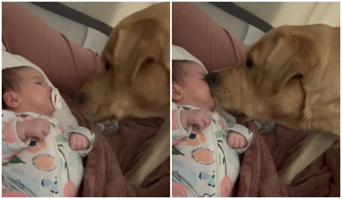 Pies podszedł do niemowlaka