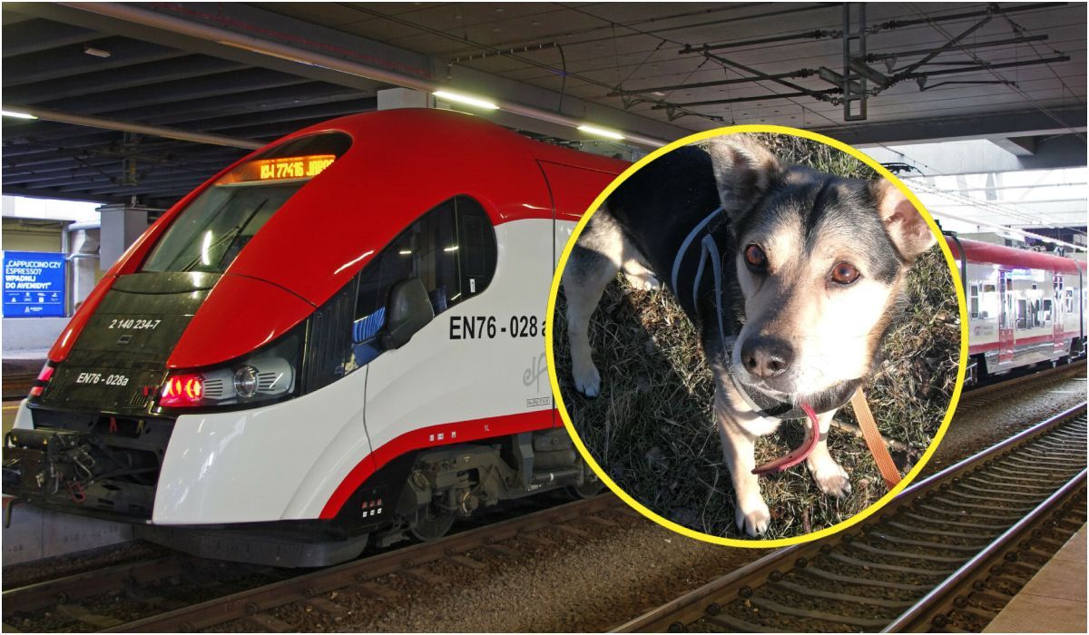 Pies, który jeździł koleją trafił do schroniska dla zwierząt w Poznaniu